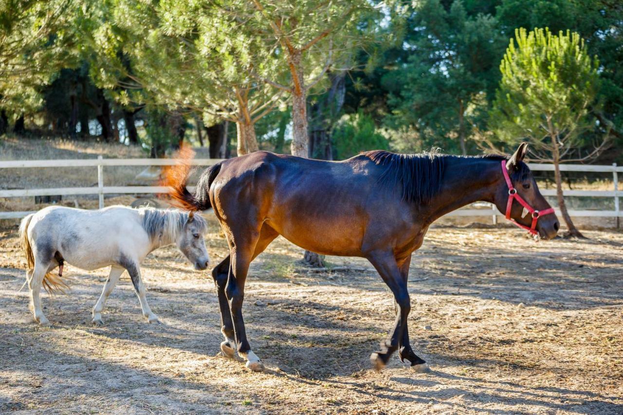 Herdade Da Granja Nova Montargil Εξωτερικό φωτογραφία
