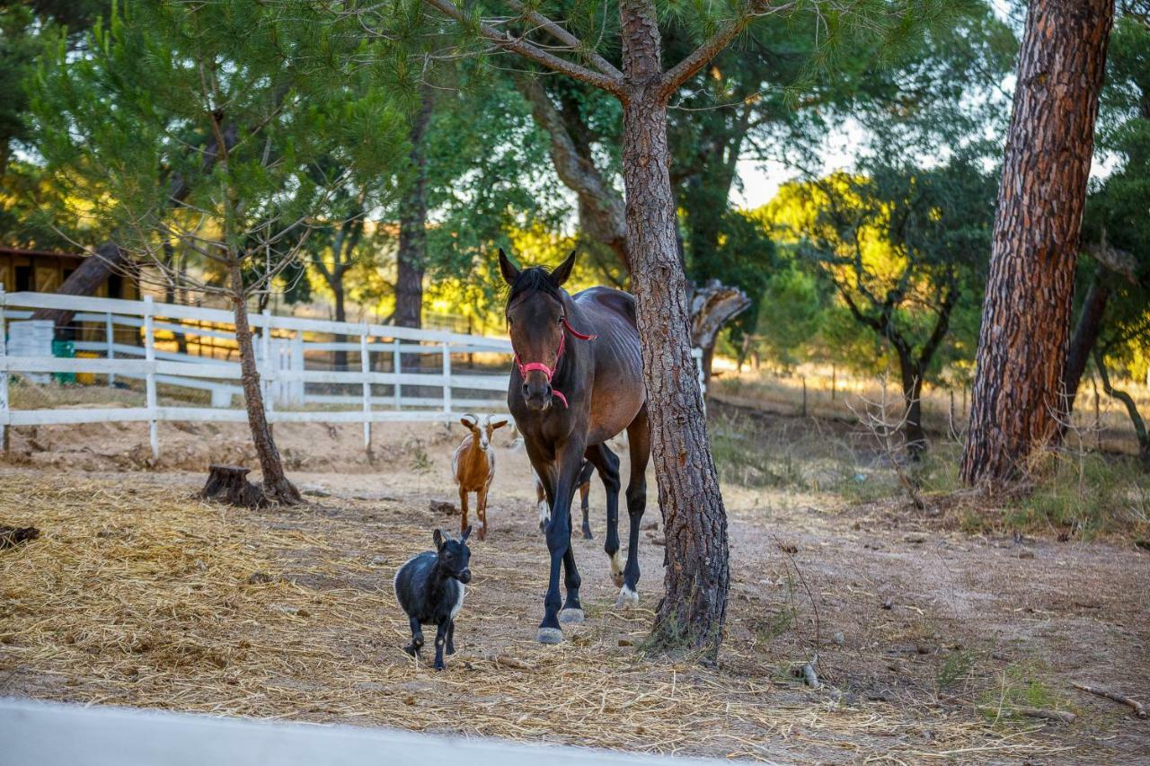 Herdade Da Granja Nova Montargil Εξωτερικό φωτογραφία